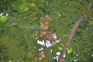 Live Plant Image