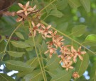 Live Plant Image