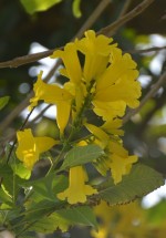 Live Plant Image