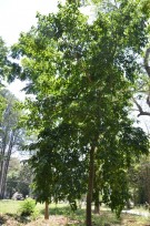 Live Plant Image