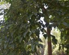 Live Plant Image