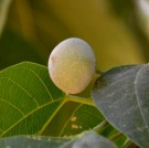 Live Plant Image