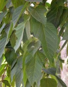 Live Plant Image
