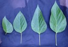 Live Plant Image