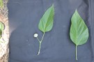 Live Plant Image