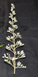 Live Plant Image