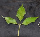 Live Plant Image