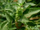 Live Plant Image