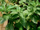 Live Plant Image