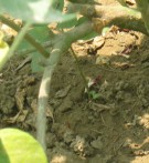 Live Plant Image