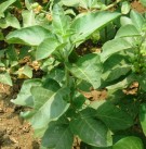 Live Plant Image