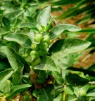 Live Plant Image