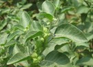Live Plant Image