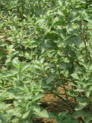 Live Plant Image