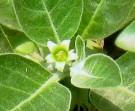 Live Plant Image