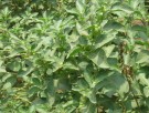 Live Plant Image