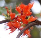 Live Plant Image