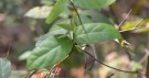 Live Plant Image