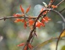 Live Plant Image