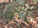 Live Plant Image
