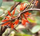 Live Plant Image