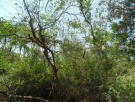 Live Plant Image