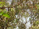 Live Plant Image