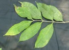 Live Plant Image