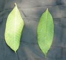 Live Plant Image