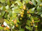 Live Plant Image