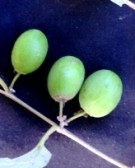 Live Plant Image