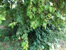Live Plant Image
