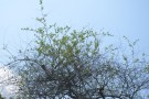 Live Plant Image