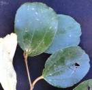Live Plant Image
