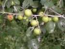 Live Plant Image