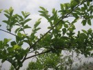 Live Plant Image