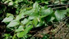 Live Plant Image