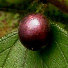 Live Plant Image