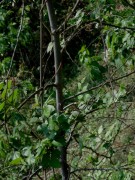 Live Plant Image