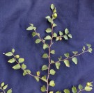 Live Plant Image