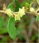 Live Plant Image