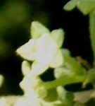 Live Plant Image