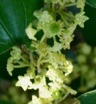Live Plant Image