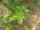 Live Plant Image