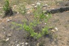Live Plant Image