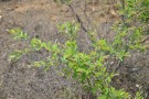 Live Plant Image