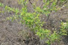 Live Plant Image