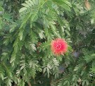Live Plant Image