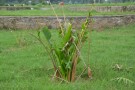 Live Plant Image