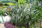 Live Plant Image